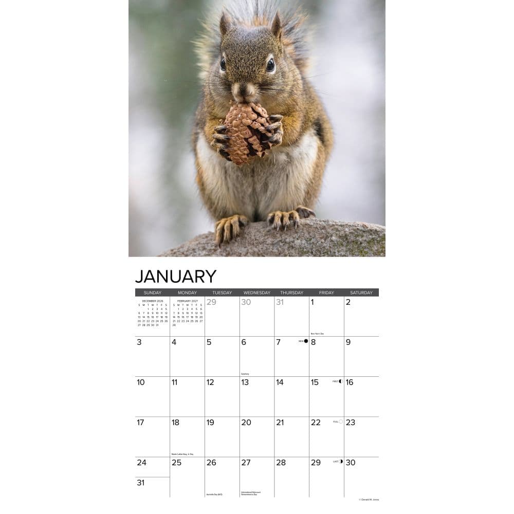 Squirrels 2027 Wall Calendar Second Alternate Image