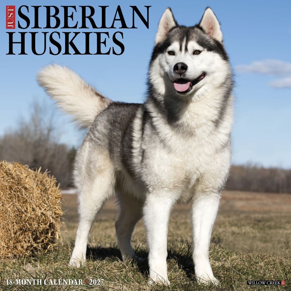 Just Siberian Huskies 2027 Wall Calendar Main Product Image