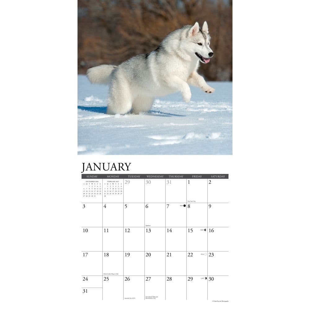 Just Siberian Huskies 2027 Wall Calendar Second Alternate Image
