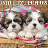 image Just Shih Tzu Puppies 2027 Wall Calendar Main Product Image