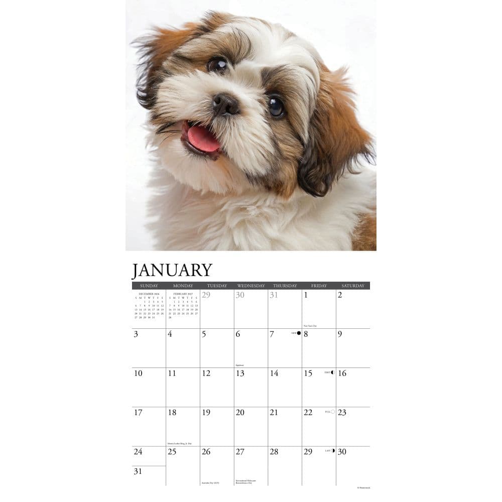 Just Shih Tzu Puppies 2027 Wall Calendar Second Alternate Image