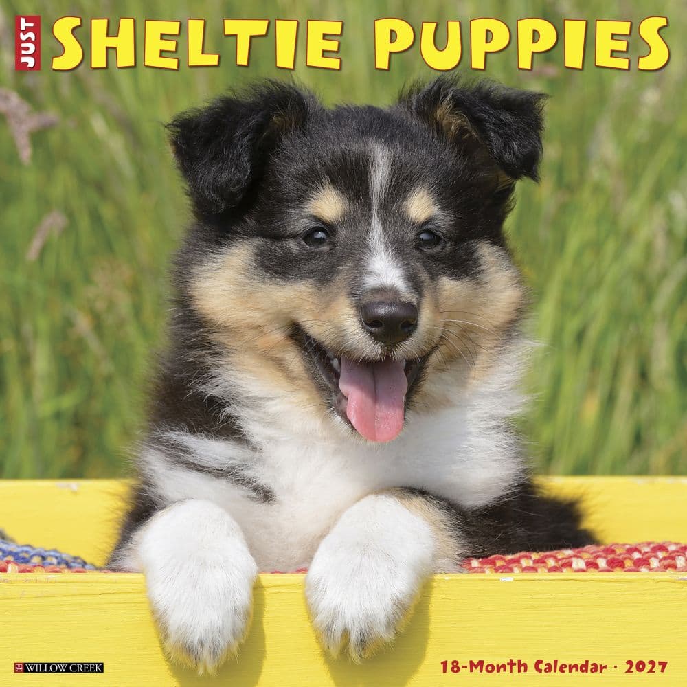 Just Sheltie Puppies 2027 Wall Calendar Main Product Image
