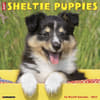 image Just Sheltie Puppies 2027 Wall Calendar Main Product Image