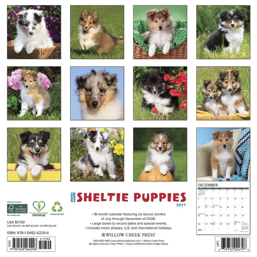 Just Sheltie Puppies 2027 Wall Calendar First Alternate Image