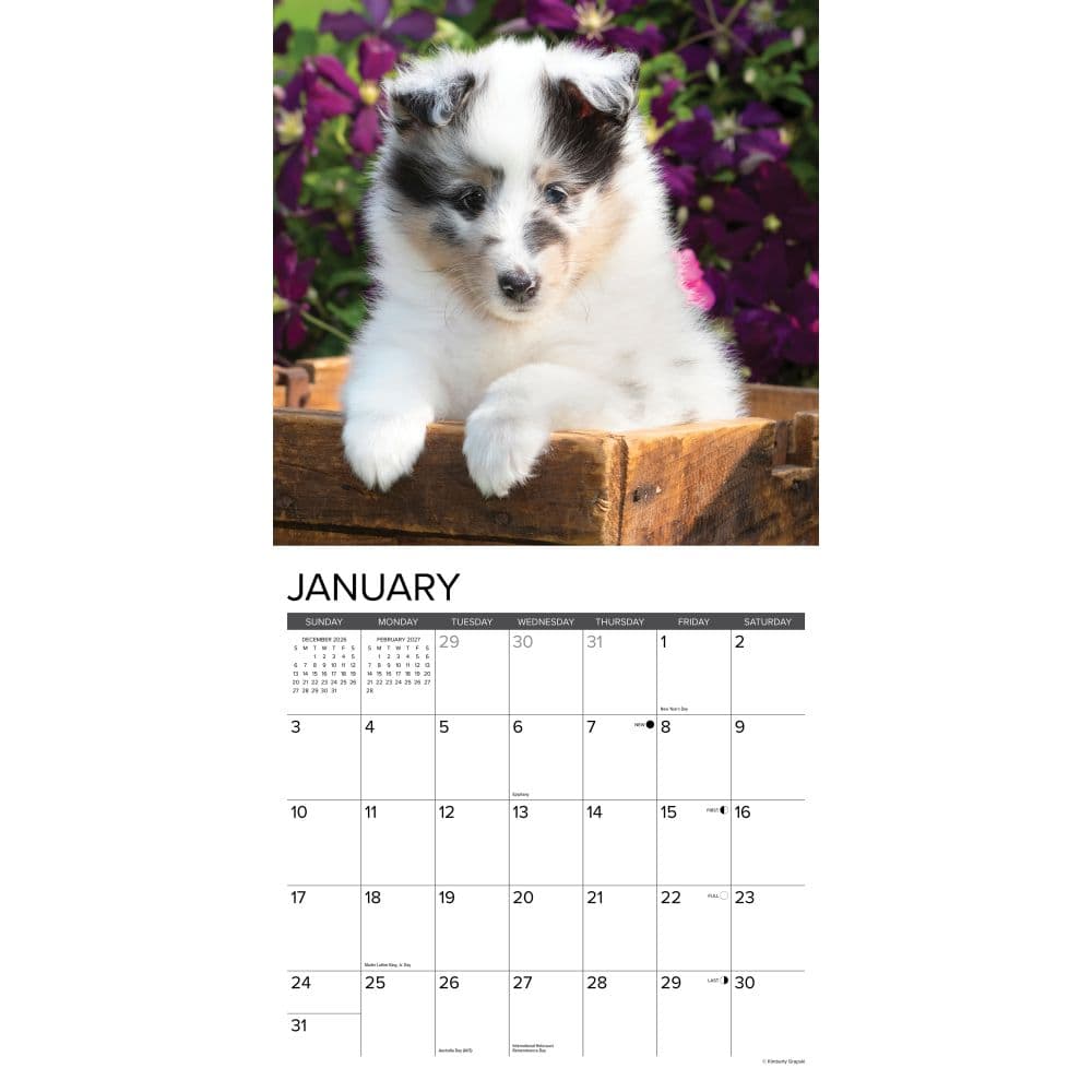 Just Sheltie Puppies 2027 Wall Calendar Second Alternate Image