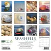 image Seashells 2027 Wall Calendar First Alternate Image