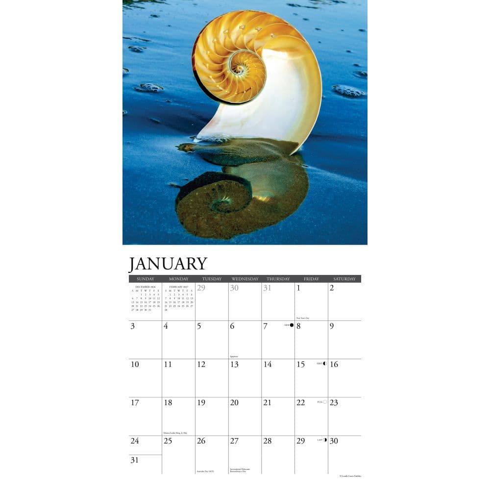Seashells 2027 Wall Calendar Second Alternate Image