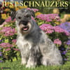 image Just Schnauzers 2027 Wall Calendar Main Product Image