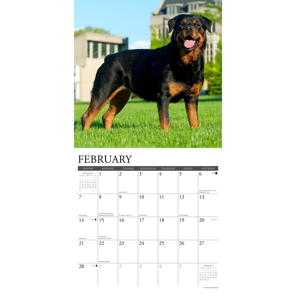 Just Rottweilers 2027 Wall Calendar Second Alternate Image