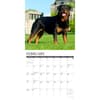 image Just Rottweilers 2027 Wall Calendar Second Alternate Image