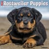 image Just Rottweiler Puppies 2027 Wall Calendar Main Product Image