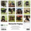 image Just Rottweiler Puppies 2027 Wall Calendar First Alternate Image