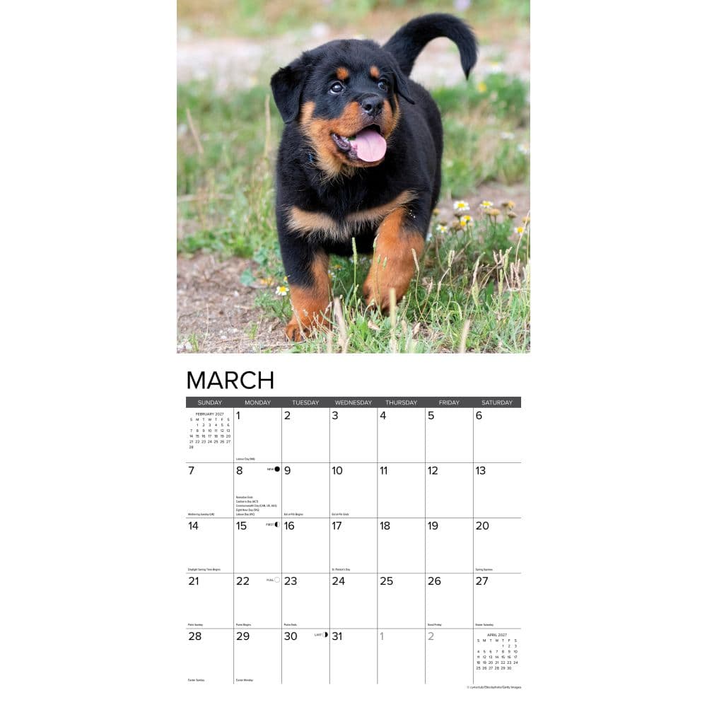 Just Rottweiler Puppies 2027 Wall Calendar Second Alternate Image