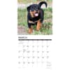 image Just Rottweiler Puppies 2027 Wall Calendar Second Alternate Image