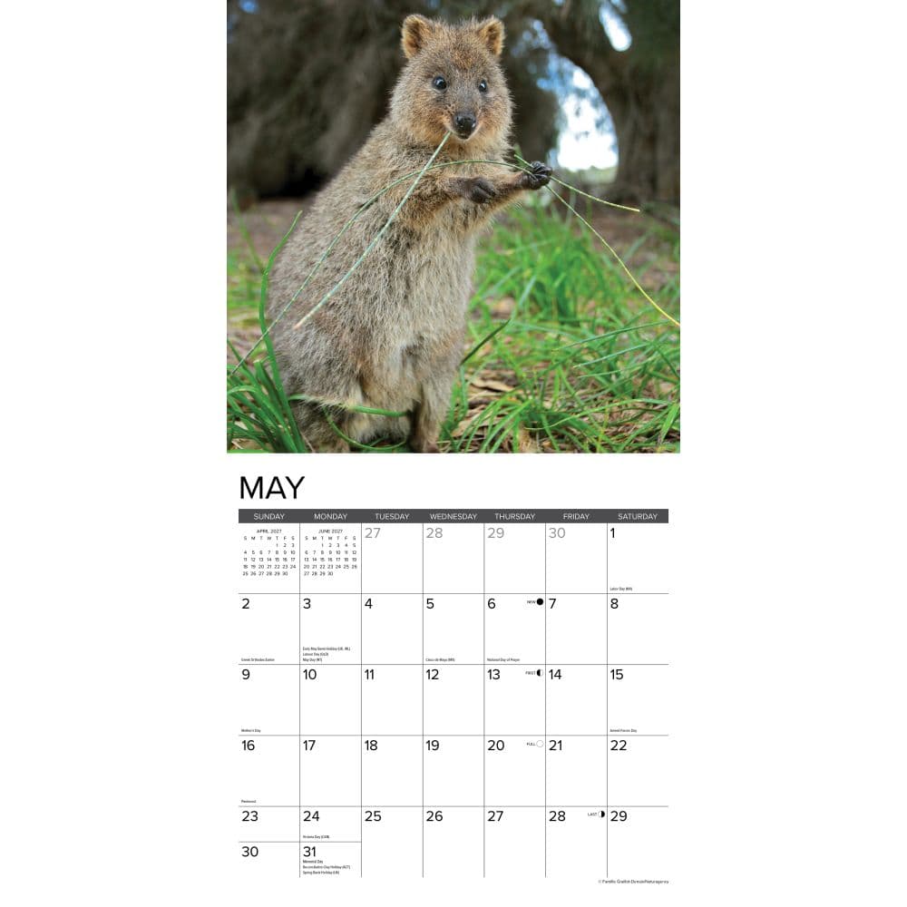 Quokkas 2027 Wall Calendar Second Alternate Image