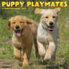 image Puppy Playmates 2027 Wall Calendar Main Product Image