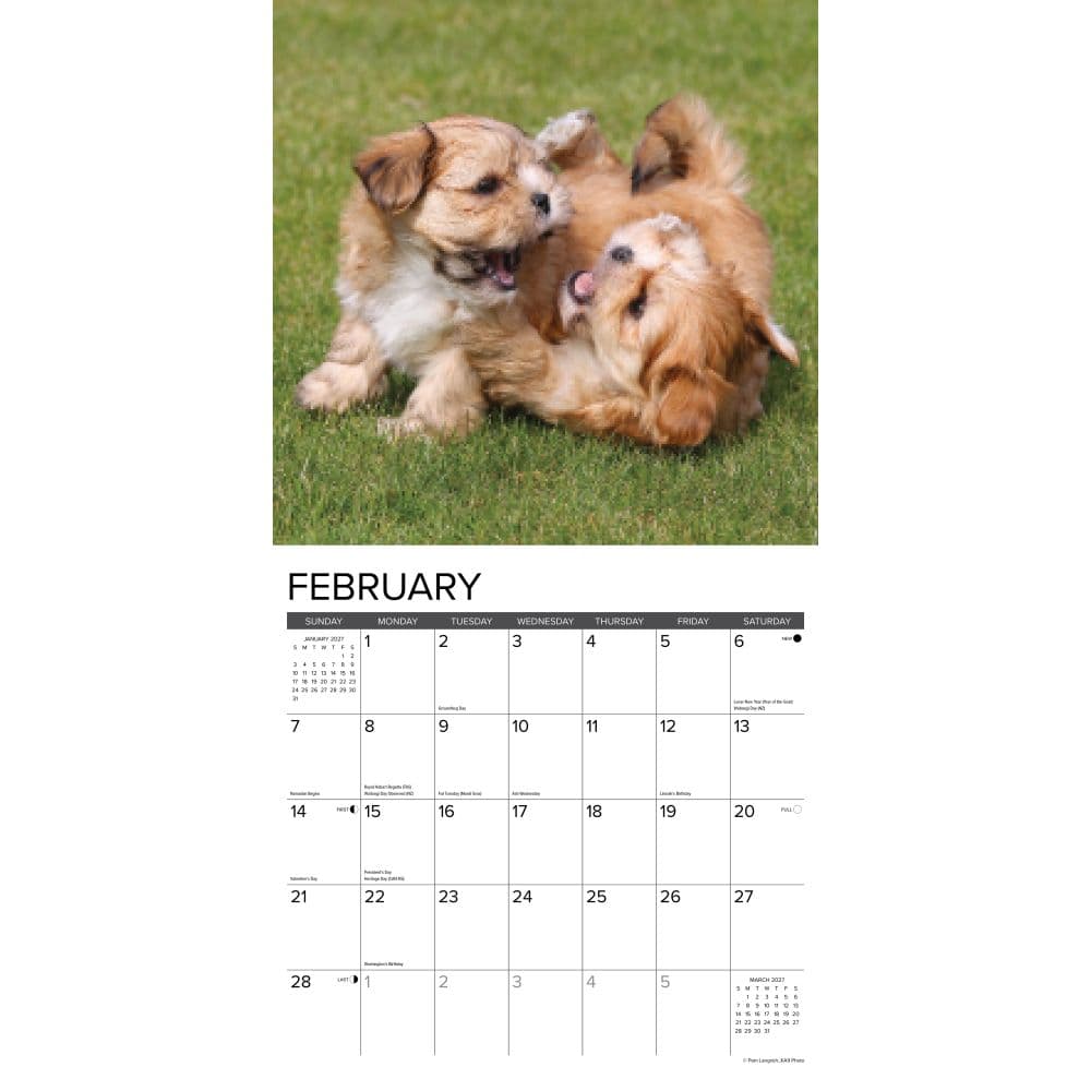 Puppy Playmates 2027 Wall Calendar Second Alternate Image