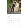image Just Pugs 2027 Wall Calendar Second Alternate Image
