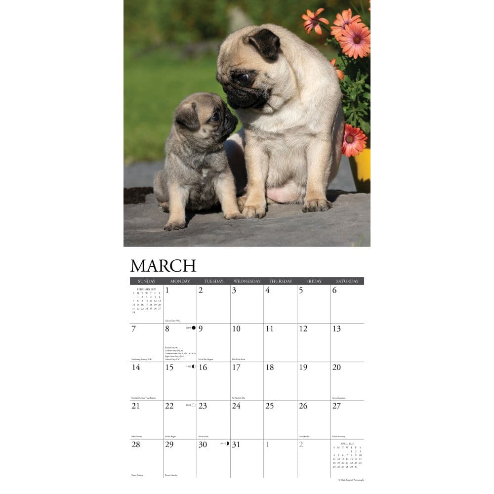 Just Pugs 2027 Wall Calendar Second Alternate Image