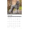 image Poodles Just 2027 Wall Calendar Second Alternate Image