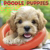 image Just Poodle Puppies 2027 Wall Calendar Main Product Image