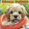 image Just Poodle Puppies 2027 Wall Calendar Main Product Image
