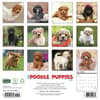 image Just Poodle Puppies 2027 Wall Calendar First Alternate Image