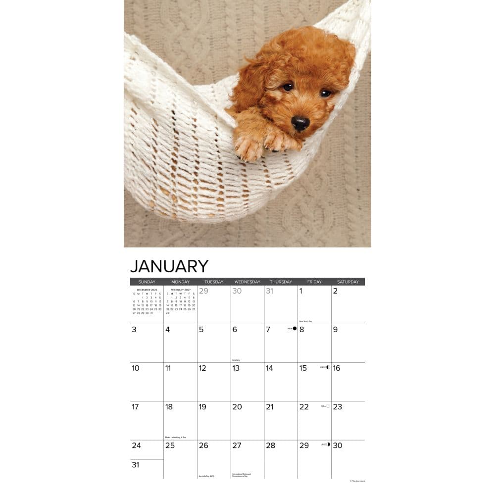 Just Poodle Puppies 2027 Wall Calendar Second Alternate Image