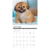 image Just Pekingese 2027 Wall Calendar Second Alternate Image