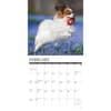 image Just Papillons 2027 Wall Calendar Second Alternate Image