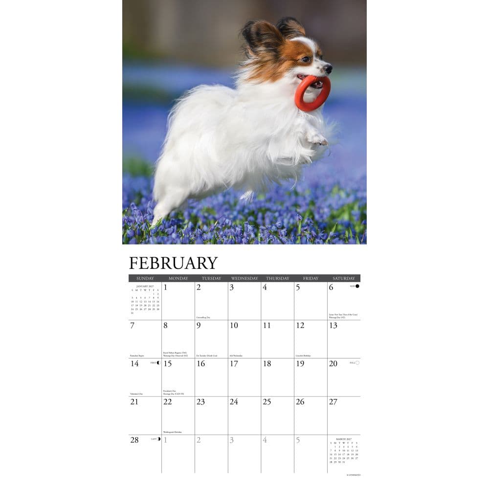 Just Papillons 2027 Wall Calendar Second Alternate Image