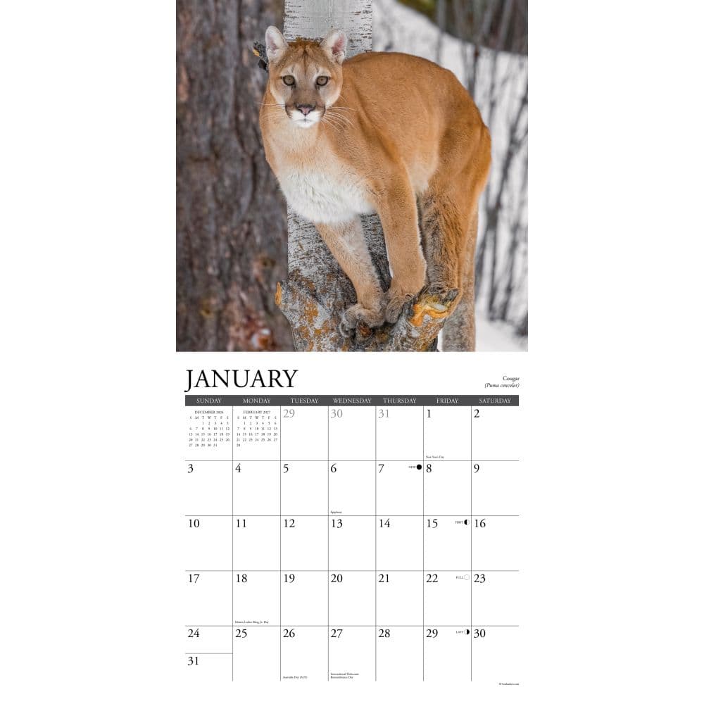 Northwoods Wildlife 2027 Wall Calendar Second Alternate Image