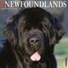image Just Newfoundlands 2027 Wall Calendar Main Product Image