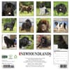 image Just Newfoundlands 2027 Wall Calendar First Alternate Image