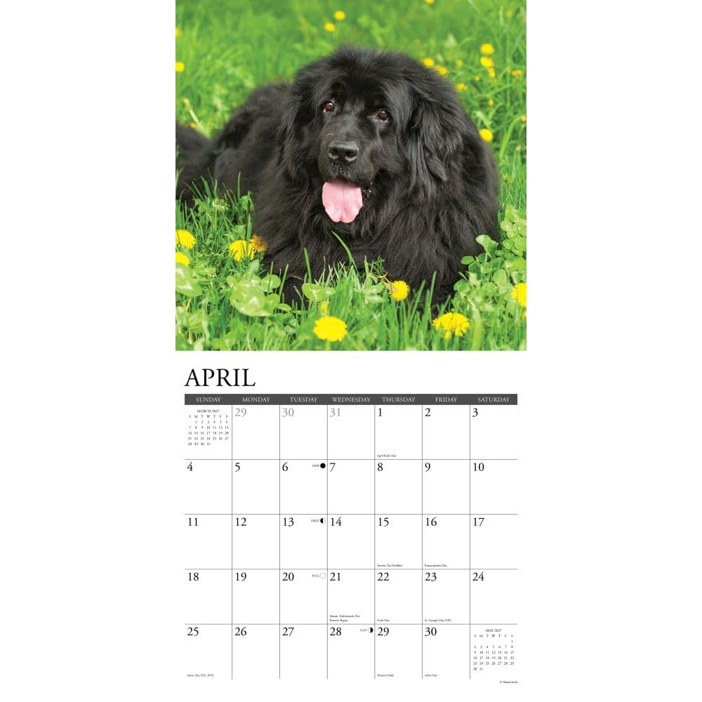 Just Newfoundlands 2027 Wall Calendar Second Alternate Image