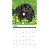 image Just Newfoundlands 2027 Wall Calendar Second Alternate Image