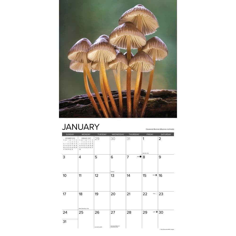 Mushroom Art 2027 Wall Calendar Second Alternate Image