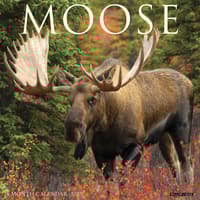 image Moose 2027 Wall Calendar Main Product Image