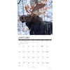 image Moose 2027 Wall Calendar Second Alternate Image