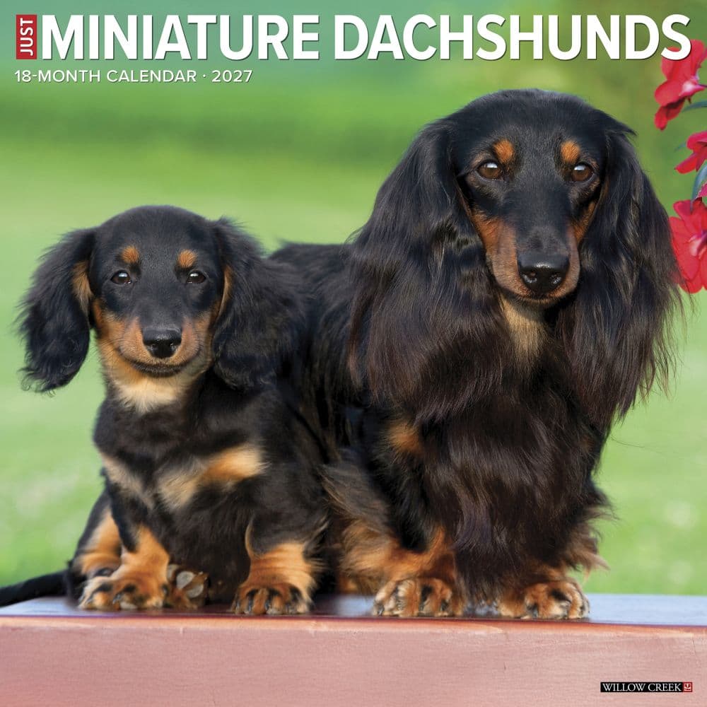 Just Miniature Dachshunds 2027 Wall Calendar Main Product Image