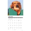 image Just Miniature Dachshunds 2027 Wall Calendar Second Alternate Image