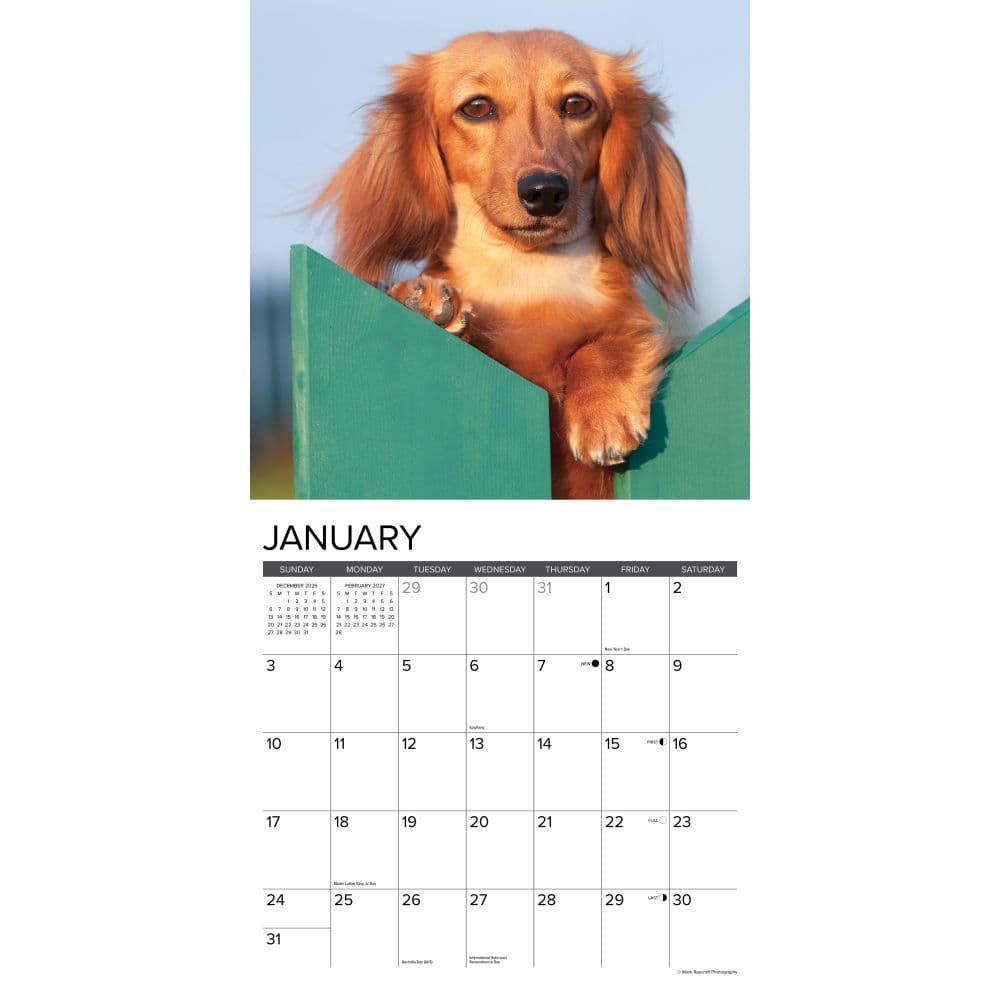 Just Miniature Dachshunds 2027 Wall Calendar Second Alternate Image