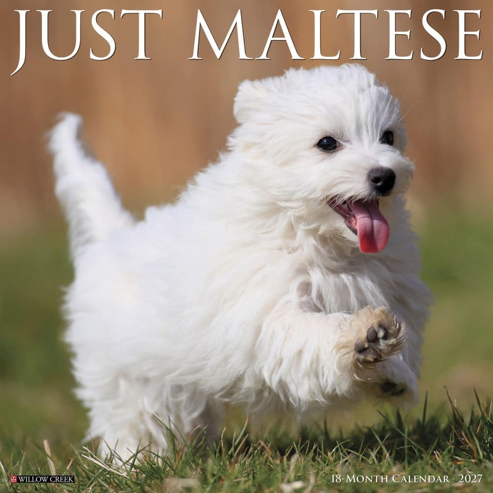 Just Maltese 2027 Wall Calendar Main Product Image