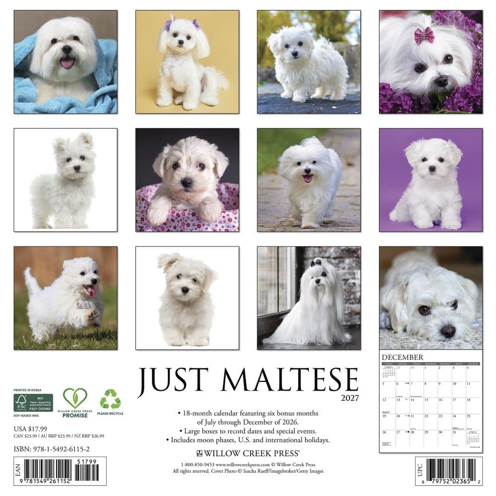Just Maltese 2027 Wall Calendar First Alternate Image