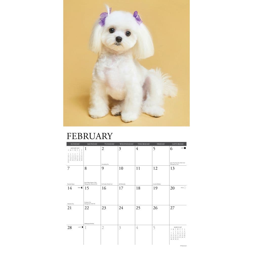 Just Maltese 2027 Wall Calendar Second Alternate Image