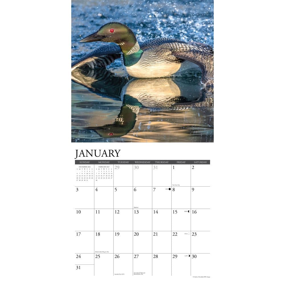 Loons 2027 Wall Calendar Second Alternate Image