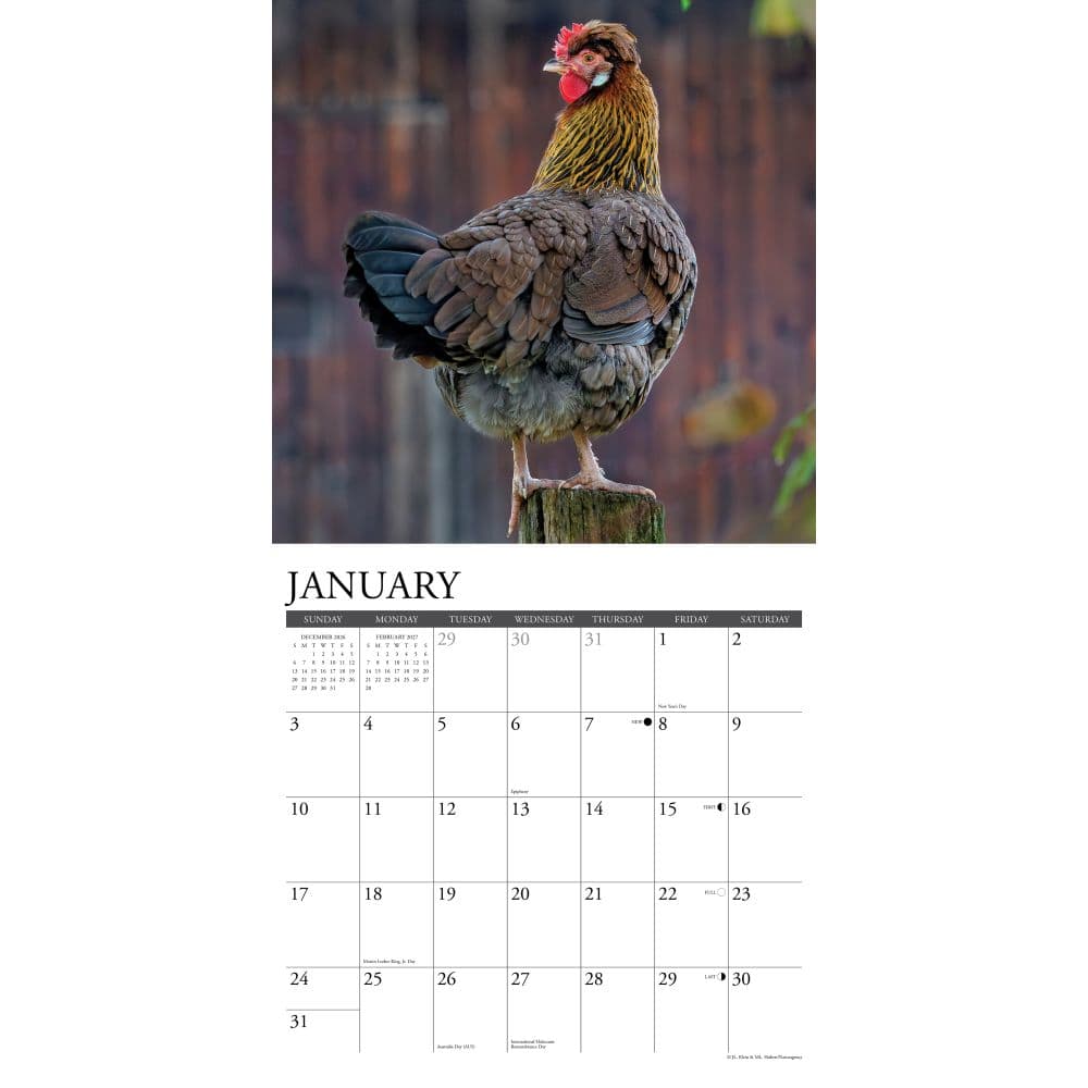 Just Us Chickens 2027 Wall Calendar Second Alternate Image