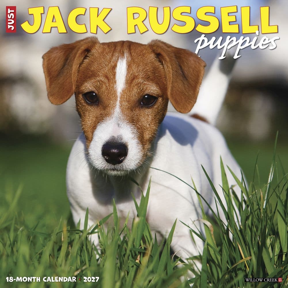 Jack Russell Puppies 2027 Wall Calendar Main Product Image