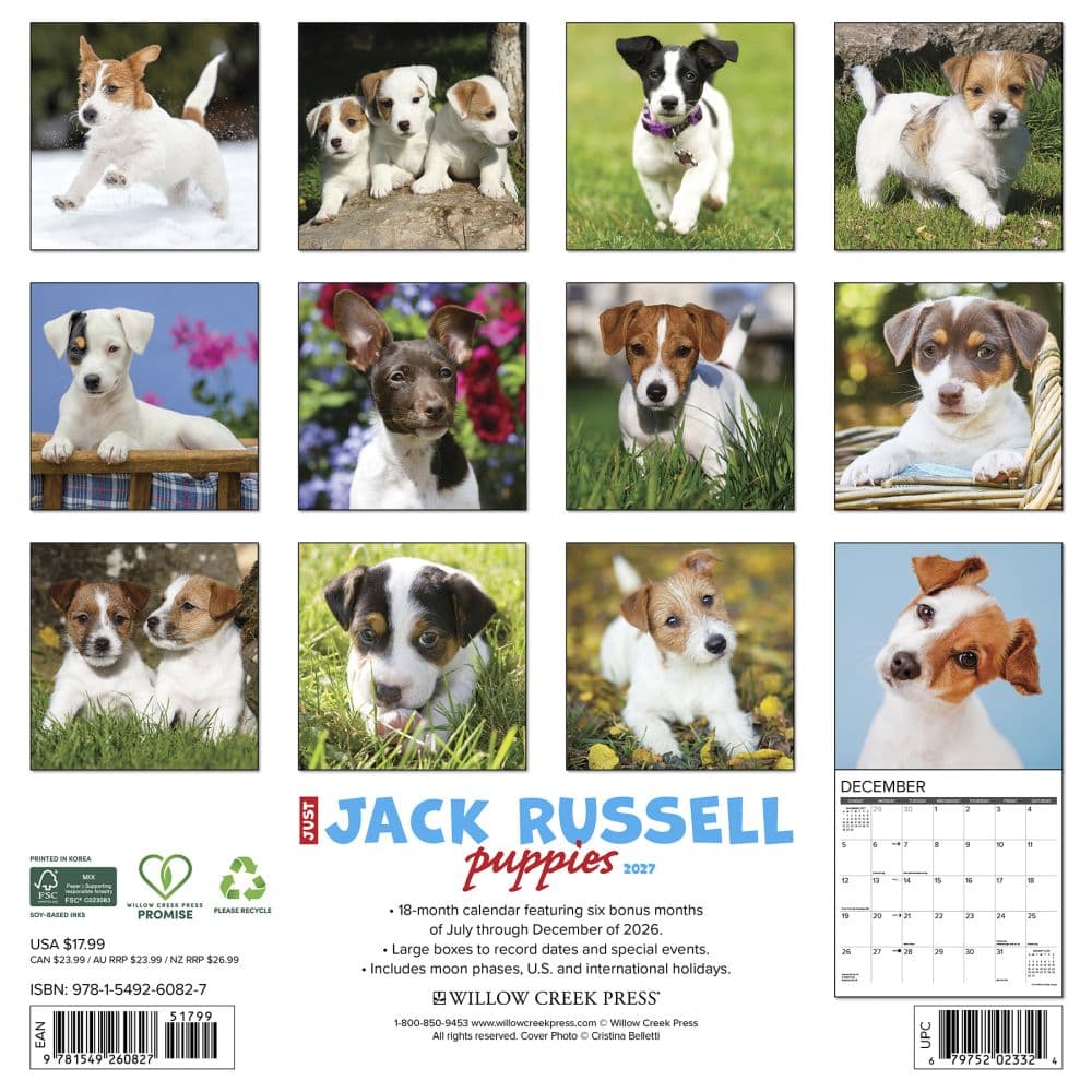 Jack Russell Puppies 2027 Wall Calendar First Alternate Image