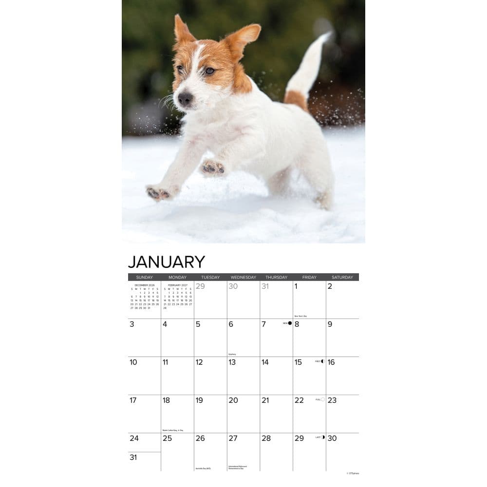 Jack Russell Puppies 2027 Wall Calendar Second Alternate Image